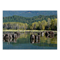 Stumps and Autumn Trees at Mountain Lake