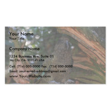Stunning Brown Kea Parrot On The Rock Business Card Templates