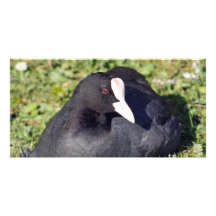 stunning duck photo card