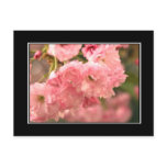 Stunning Pink Floral Postcard! (with border)