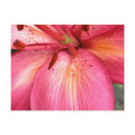 Stunning Pink Flower Post Card