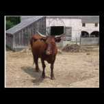 Sturbridge Village postcards