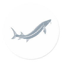 Sturgeon Fish