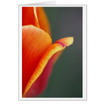 subject colour cards