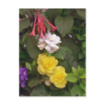 Succession Of Colours Post Card