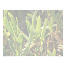 Succulent beach plant leaves announcement