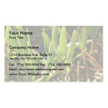Succulent beach plant leaves business card templates