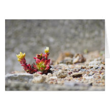 Succulent Plants Greeting Cards