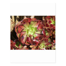 Succulent Postcard