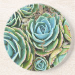 Succulents Beverage Coaster