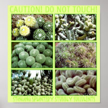 SUCCULENTS GICLEE PRINT
