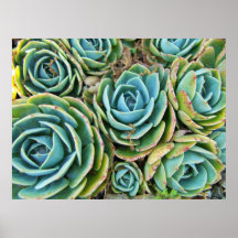 Succulents Posters