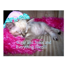 sugar and spice kitty postcard