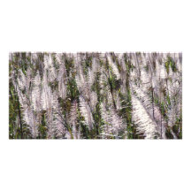 Sugar cane customized photo card