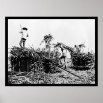 Sugar Cane Harvest in Hawaii 1917 Posters