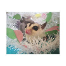 sugar glider canvas print