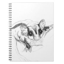 Sugar Glider Drawing, Sketch Journals