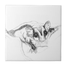 Sugar Glider Drawing, Sketch Tiles