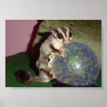 Sugar Glider on Globe Poster