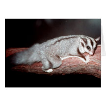 Sugar Glider - Petaurus breviceps Cards