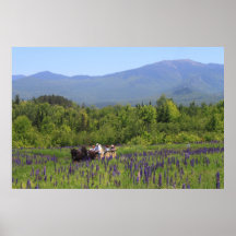 Sugar Hill Lupine Festival Horse Tour Mount Lafaye Posters