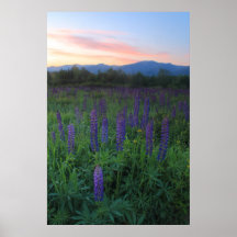 Sugar Hill Lupines and Mount Lafayette Poster