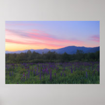 Sugar Hill Lupines and Mount Lafayette Sunrise Posters