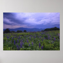 Sugar Hill Lupines Thunderstorm Poster