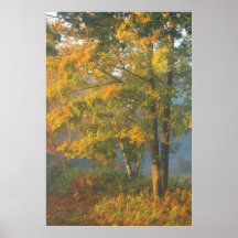 Sugar Maple Morning Fog Print