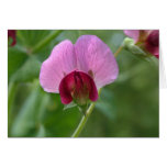 Sugar Snap Pea Flower Card