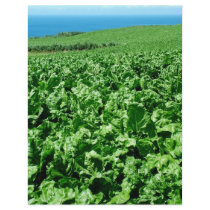 Sugarbeet field full color flyer