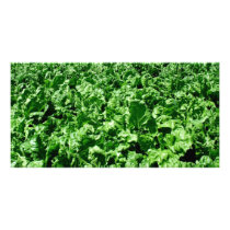 Sugarbeet field photo cards