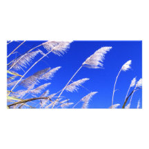 Sugarcane field photo card template