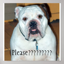 "Sullivan", the English Bulldog/Poster