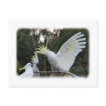 Sulphur Crested Cockatoo 9Y319D-079 Post Card