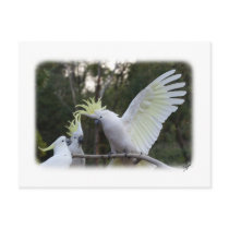 Sulphur Crested Cockatoo 9Y319D-079 Post Card