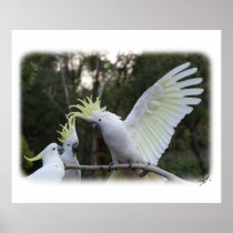 Sulphur Crested Cockatoo 9Y319D-079 Posters