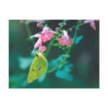 Sulphur on Salvia Postcard