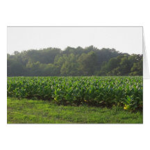 Sulphur Tobacco Field Greeting Card