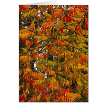Sumac tree in autumn colour in Whitefish, Greeting Cards
