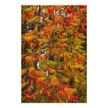 Sumac tree in autumn colour in Whitefish, Photo