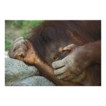 Sumatran Orangutan, Pongo pygmaeus