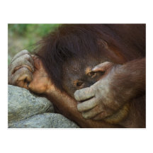 Sumatran Orangutan, Pongo pygmaeus Post Cards