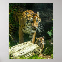 Sumatran Tiger and Cub Poster