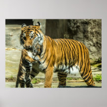 Sumatran Tiger and Cub Print
