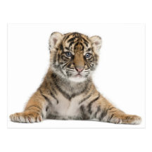 Sumatran Tiger cub - Panthera tigris sumatrae (3 Post Cards