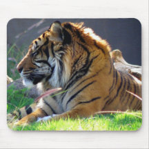 Sumatran Tiger Mouse Pads