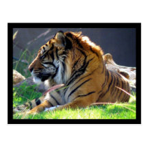 Sumatran Tiger Post Cards