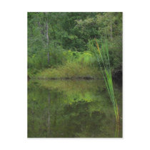 Summer at the Pond Post Card