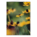Summer Breeze cards